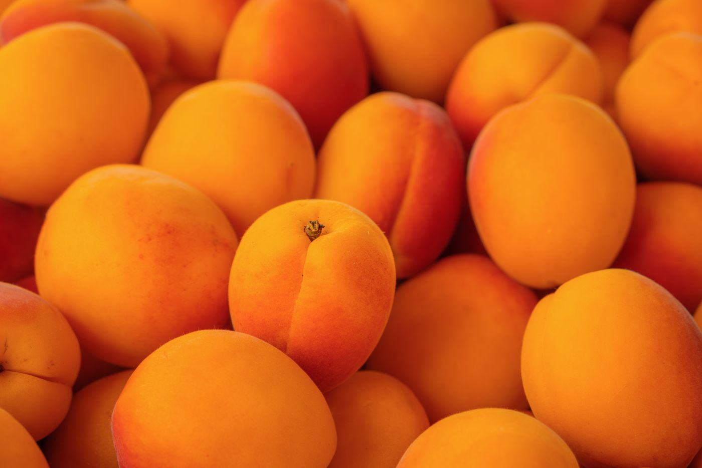 Abricots du Valais, base de l'Abricotine de la Distillerie Morand
