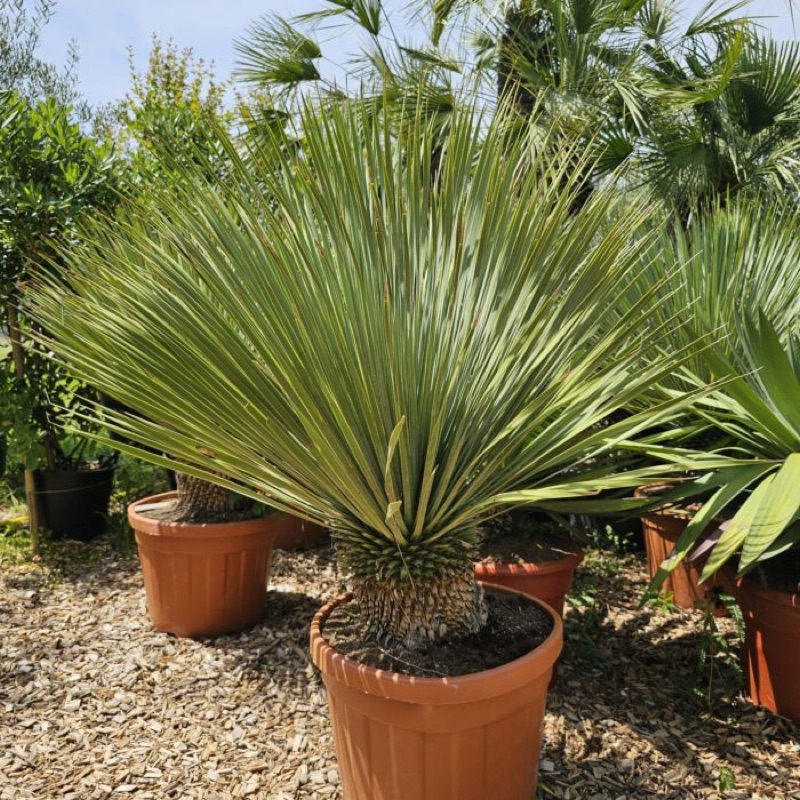 Palmiers à Oasis Garden
