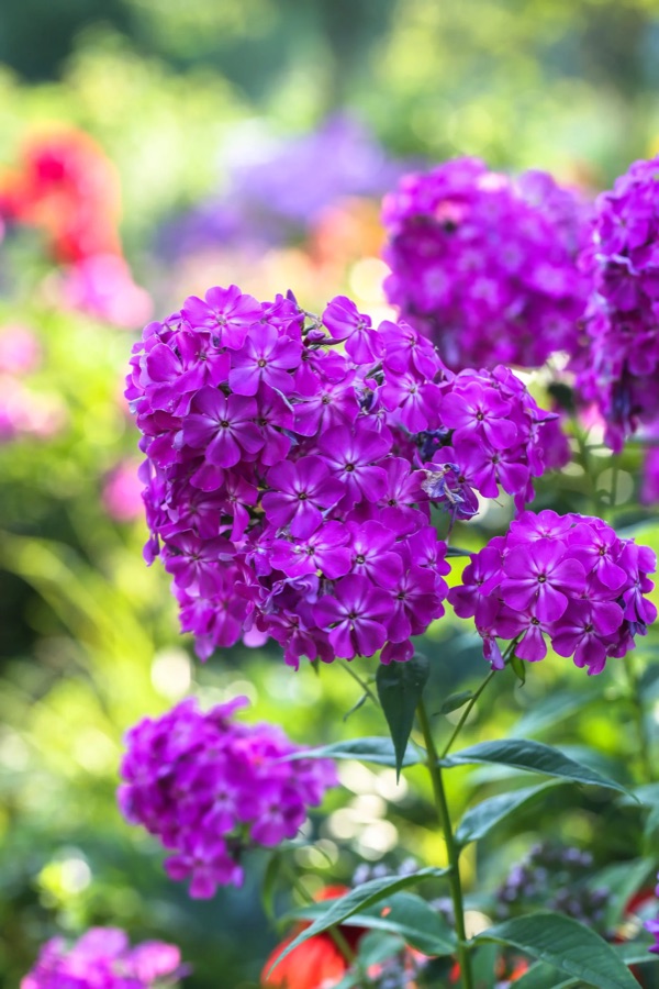 Fleurs vivaces et graminées à Oasis Garden