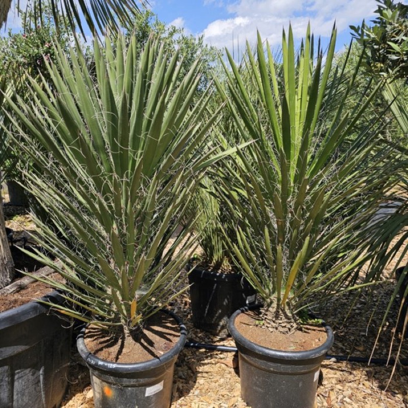 Yuccas et plantes du désert à Oasis Garden