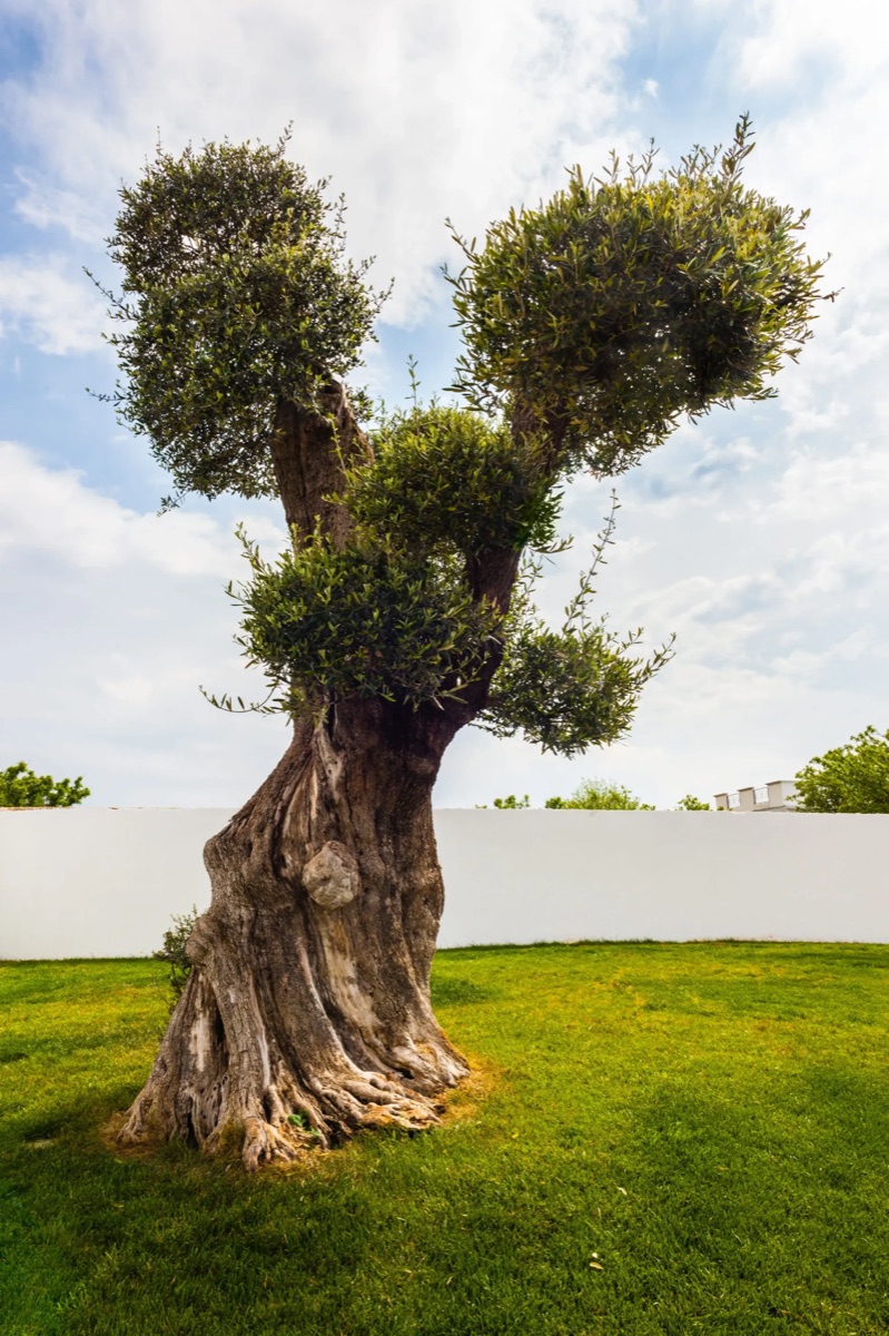 Oliviers à Oasis Garden