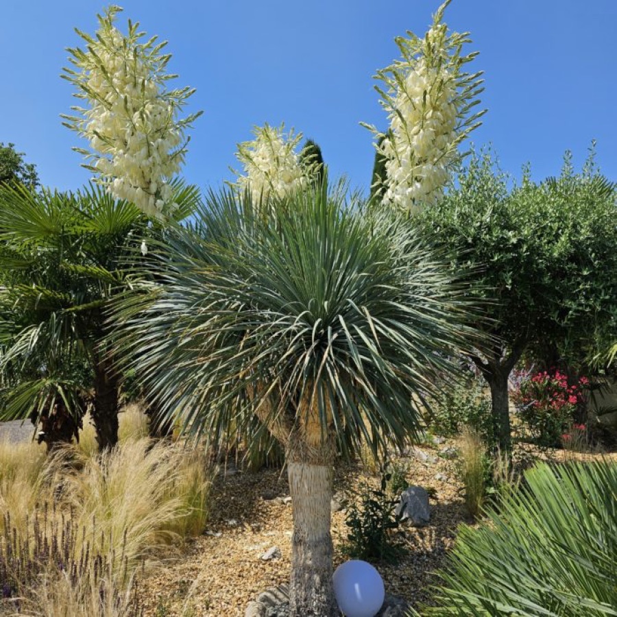Yuccas rostrata en fleurs dans un jardin méditerranéen à Oasis Garden
